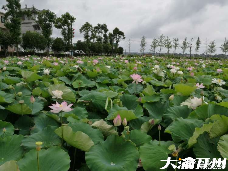 泛亚电竞官网-小荷才露尖尖角，早有蜻蜓立上头。(图4)