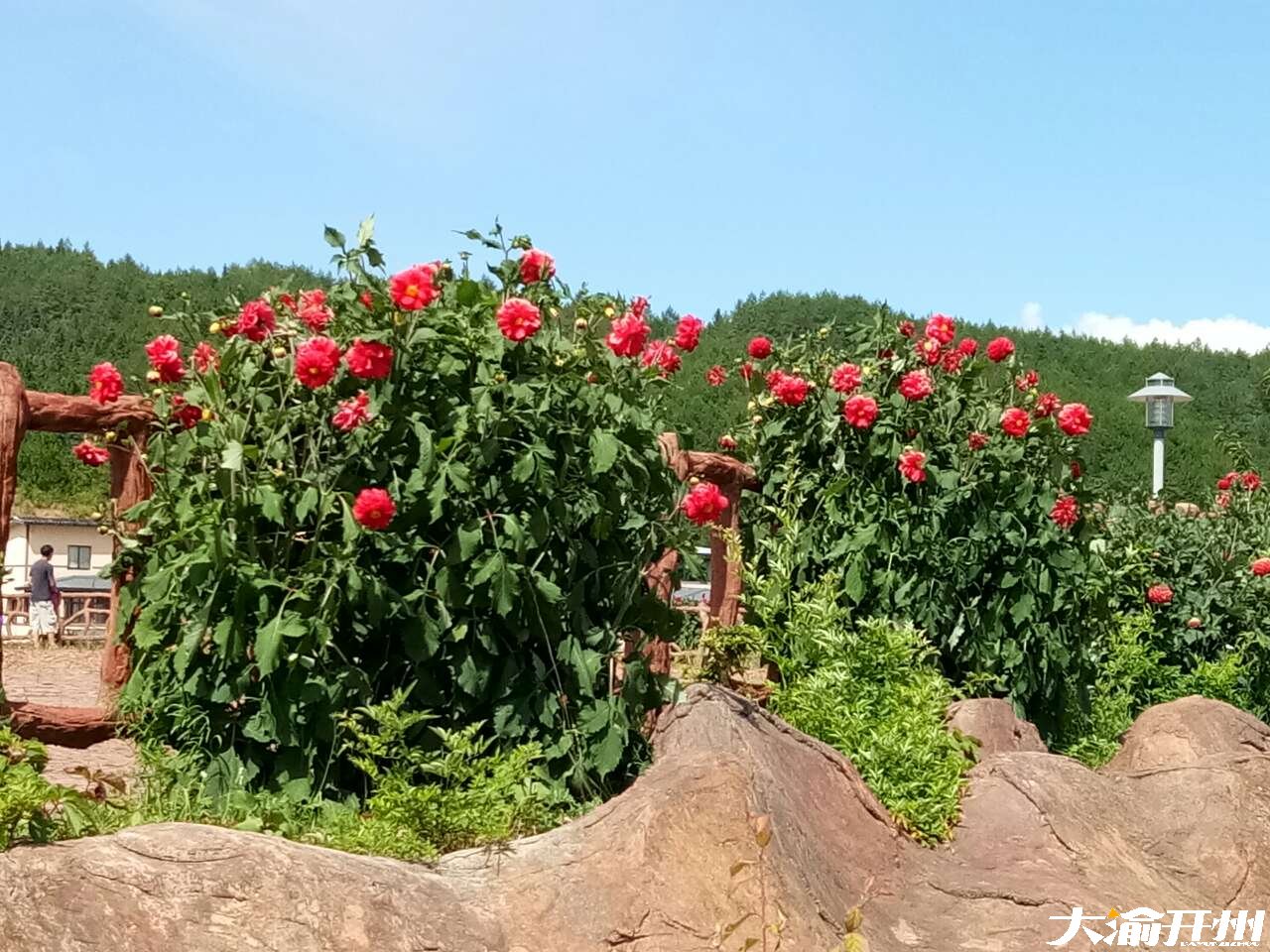 龙头嘴微微的风，澄澈的天空，美美的花，和自助烤肉！|ag九游会登录j9入口(图3)