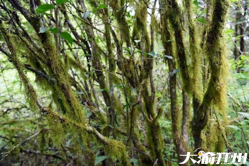 “半岛官方下载地址”开州高山无人区发现成片松萝，看看他们长得像啥？(图4)