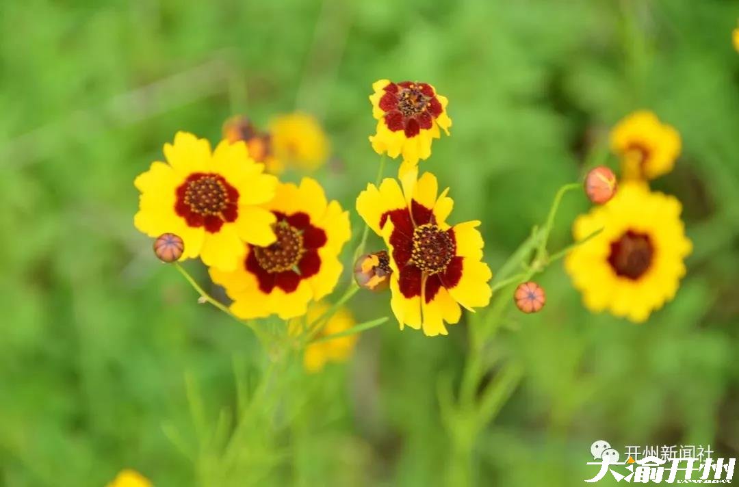 泛亚电竞官网：紫水乡龙头嘴森林公园花海浪漫，数百亩的菊花竞相争艳(图4)