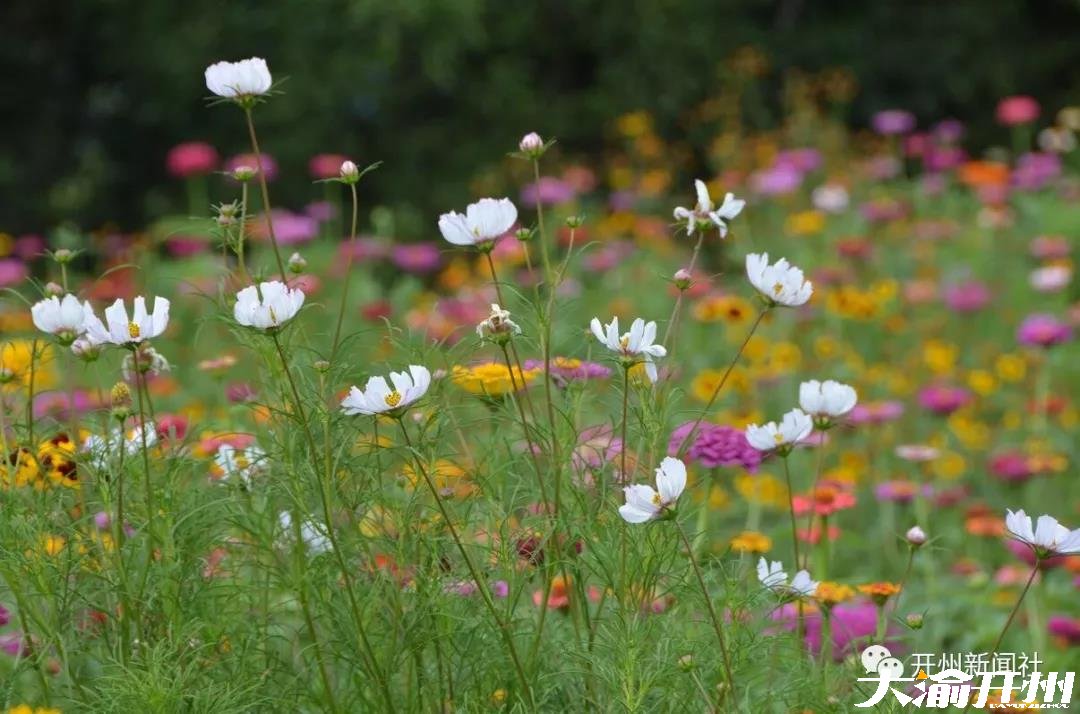 泛亚电竞官网：紫水乡龙头嘴森林公园花海浪漫，数百亩的菊花竞相争艳(图7)