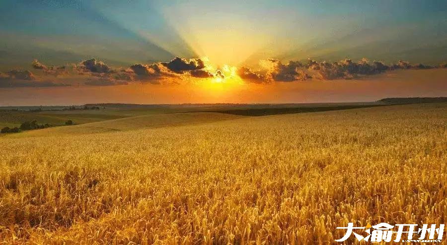 ‘Kaiyun官方网’又到风吹麦浪时，开州这些最美稻田你都知道吗？(图1)
