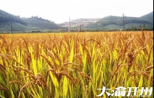 ‘Kaiyun官方网’又到风吹麦浪时，开州这些最美稻田你都知道吗？(图8)