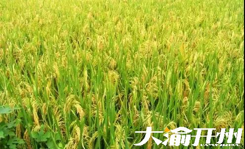 ‘Kaiyun官方网’又到风吹麦浪时，开州这些最美稻田你都知道吗？(图7)