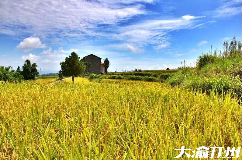 ‘Kaiyun官方网’又到风吹麦浪时，开州这些最美稻田你都知道吗？(图13)