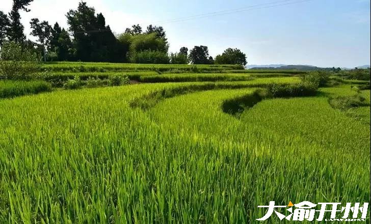 ‘Kaiyun官方网’又到风吹麦浪时，开州这些最美稻田你都知道吗？(图12)