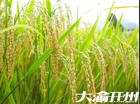 ‘Kaiyun官方网’又到风吹麦浪时，开州这些最美稻田你都知道吗？(图16)