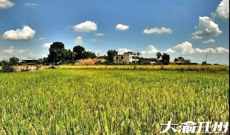 ‘Kaiyun官方网’又到风吹麦浪时，开州这些最美稻田你都知道吗？(图19)