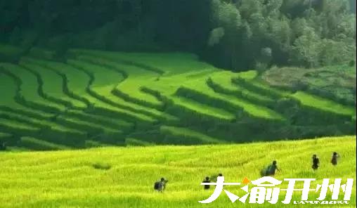 ‘Kaiyun官方网’又到风吹麦浪时，开州这些最美稻田你都知道吗？(图20)