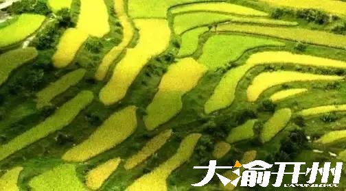 ‘Kaiyun官方网’又到风吹麦浪时，开州这些最美稻田你都知道吗？(图23)