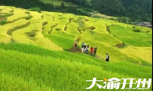 ‘Kaiyun官方网’又到风吹麦浪时，开州这些最美稻田你都知道吗？(图21)