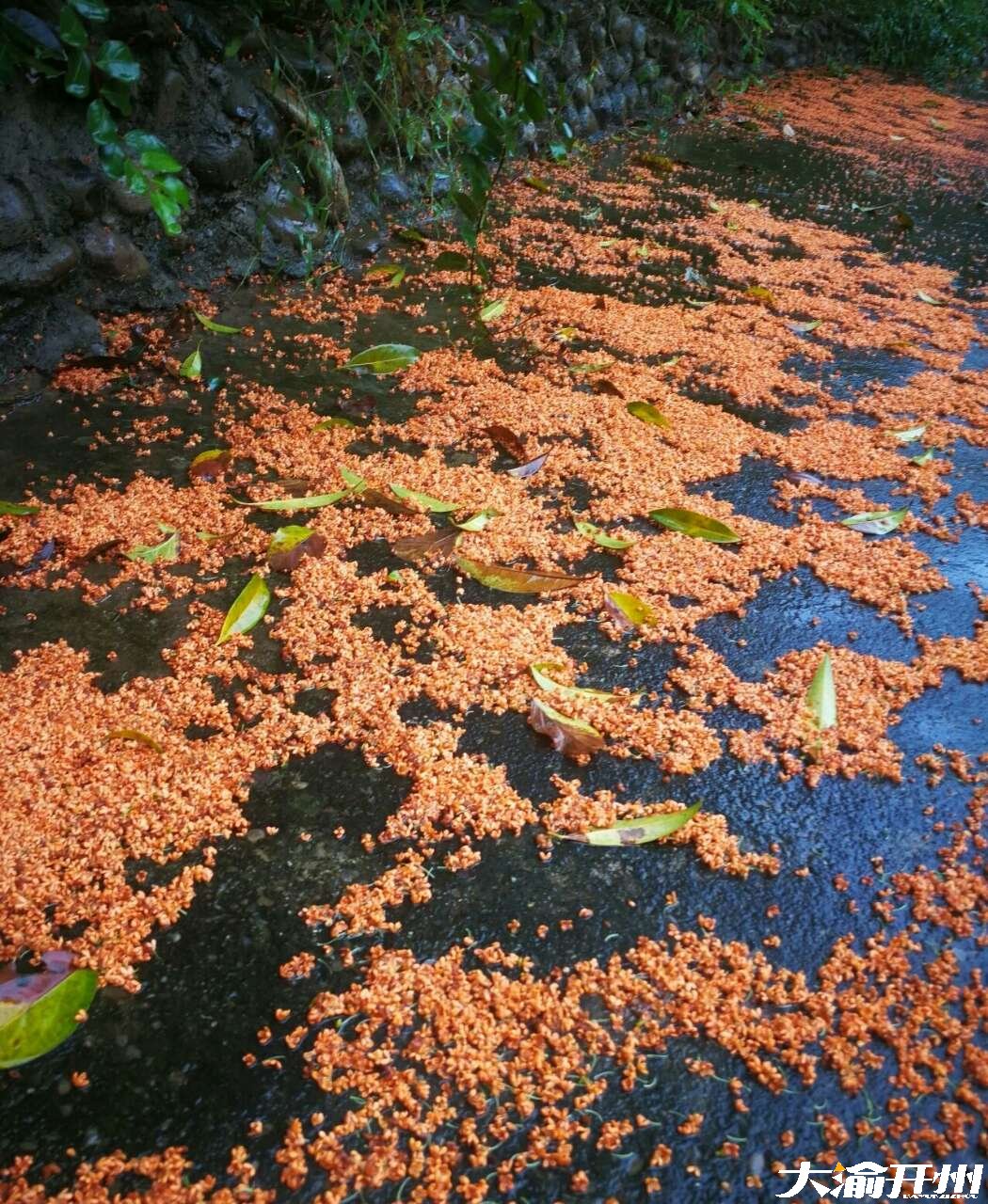 满园桂花香【雷火电竞官方网站】(图4)