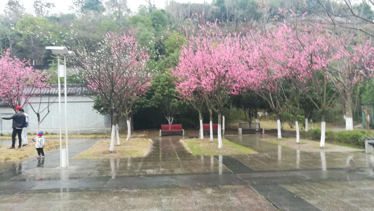 泛亚电竞官方入口：开州大德镇网红粉黛刷屏，“粉色花海”点爆少女心