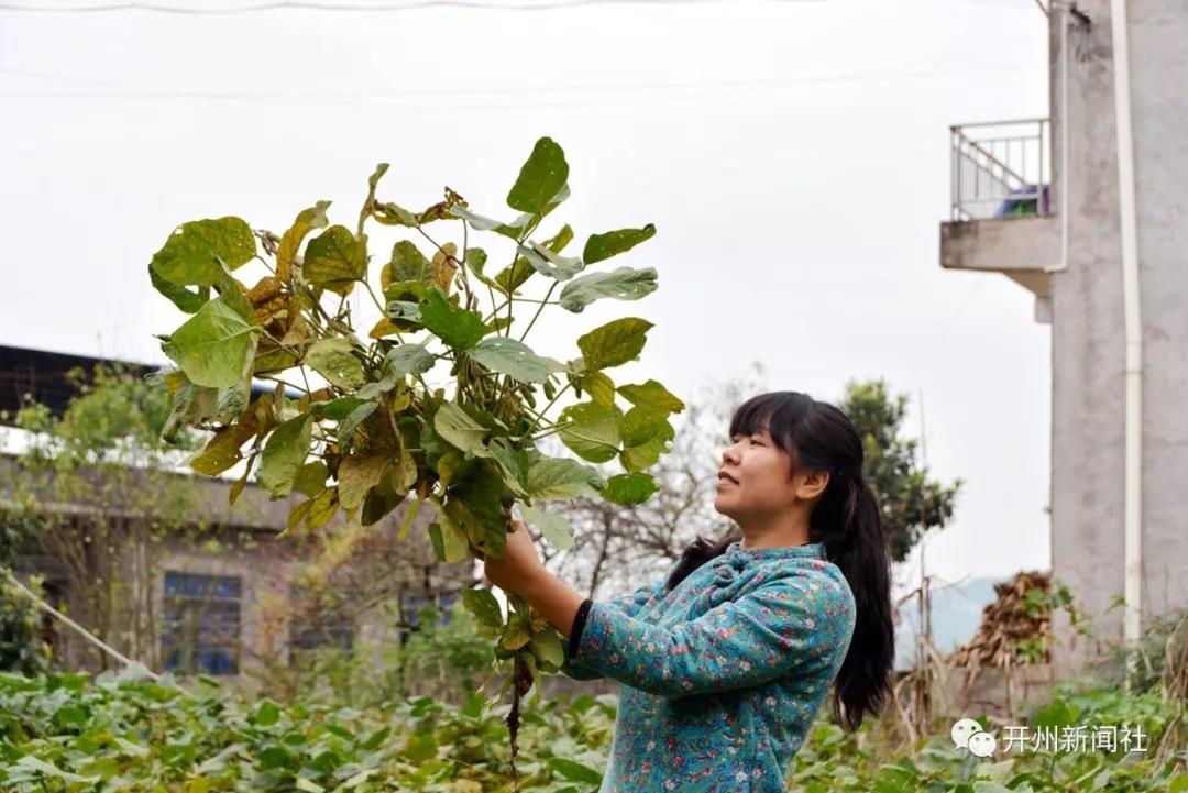 半岛官方下载地址|开州女子辞职回乡拍三农短视频，倾情助力脱贫成网红(图10)