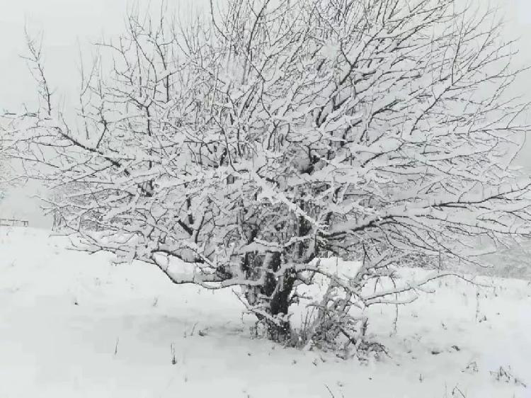 彩林与白雪共存， 雪宝山等地绚烂秋景秒变冰雪童话世界-j9九游会官方登录(图6)