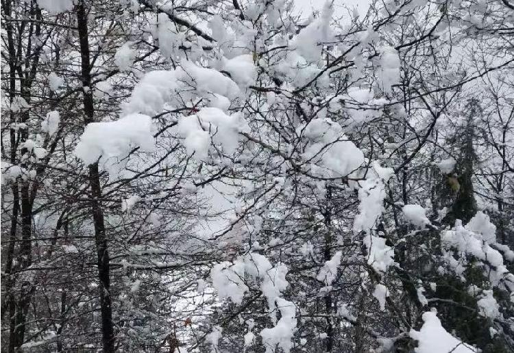 彩林与白雪共存， 雪宝山等地绚烂秋景秒变冰雪童话世界：泛亚电竞(图16)