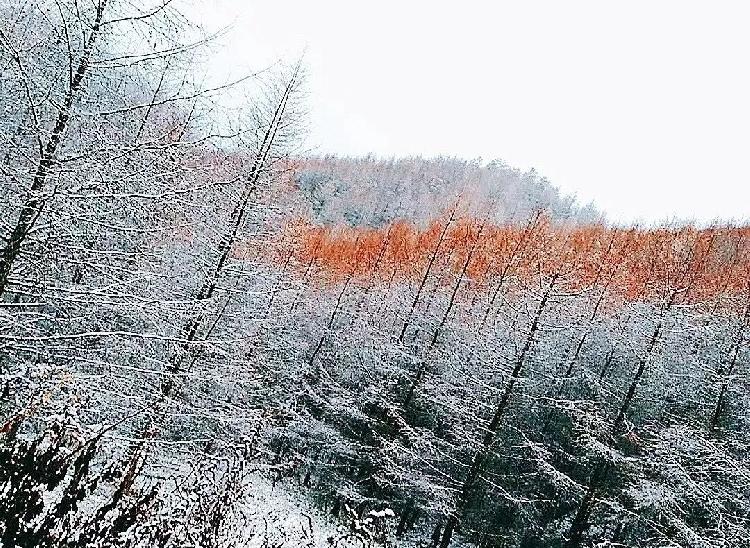 雷火电竞在线登录官网-彩林与白雪共存， 雪宝山等地绚烂秋景秒变冰雪童话世界(图14)