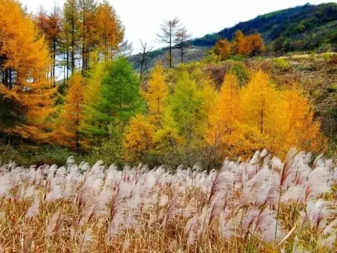 雷火电竞在线登录官网-彩林与白雪共存， 雪宝山等地绚烂秋景秒变冰雪童话世界(图12)