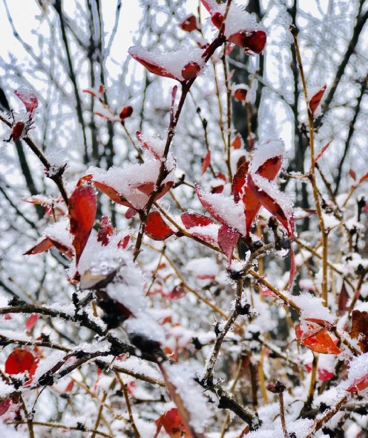 彩林与白雪共存， 雪宝山等地绚烂秋景秒变冰雪童话世界：泛亚电竞(图7)