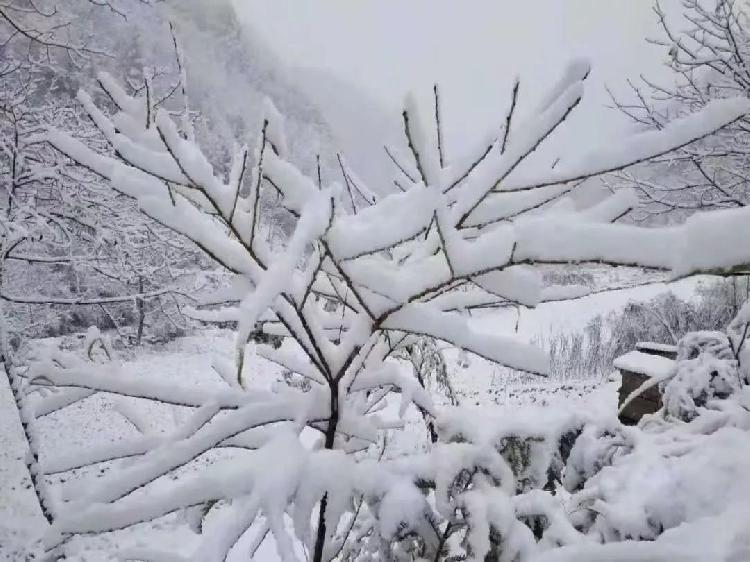 彩林与白雪共存， 雪宝山等地绚烂秋景秒变冰雪童话世界-j9九游会官方登录(图3)