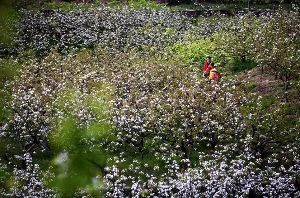 雷火电竞在线登录官网_开州我的家乡竟然这么美，四十七图带你看尽她的美！(图25)