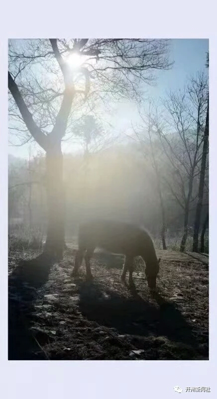 泛亚电竞官网-银装素裹的美丽童话世界！开州醉美雪景，你见过吗？(图8)