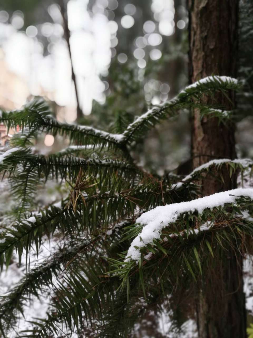 【半岛官网App下载】元旦期间在开州城附近赏雪不再是梦，南山已经成全了我们！(图2)