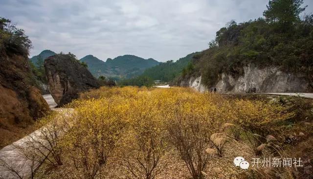 im电竞|美美美！开州的雪还没欣赏完，腊梅的香也闻到了！你...(图2)