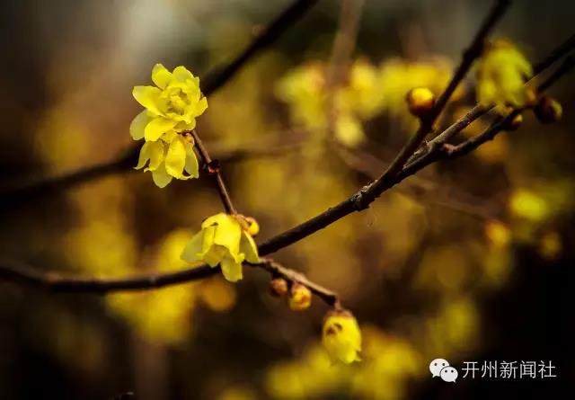 ‘半岛官网App下载’美美美！开州的雪还没欣赏完，腊梅的香也闻到了！你...(图3)