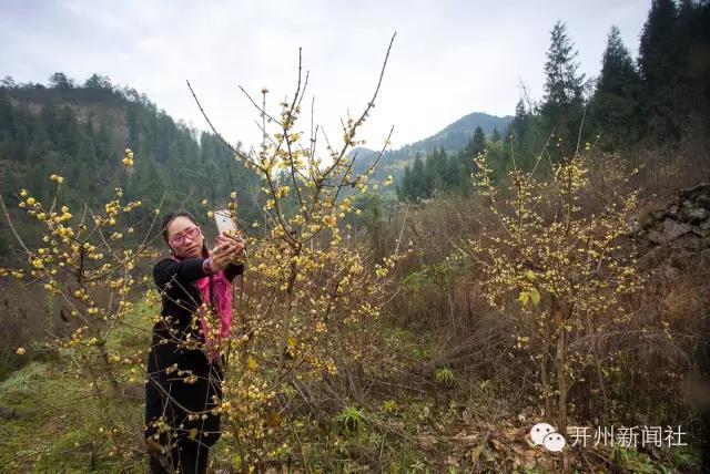 泛亚电竞官网_美美美！开州的雪还没欣赏完，腊梅的香也闻到了！你...(图4)