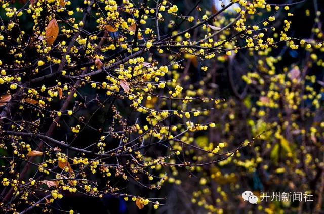 im电竞_美美美！开州的雪还没欣赏完，腊梅的香也闻到了！你...(图7)