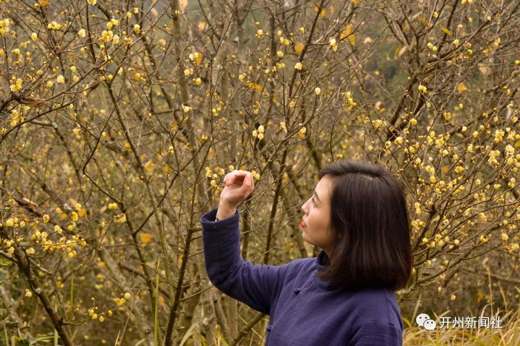 泛亚电竞|温泉镇金龙村的梅花开了，开州的美女们，闻香而至！(图5)