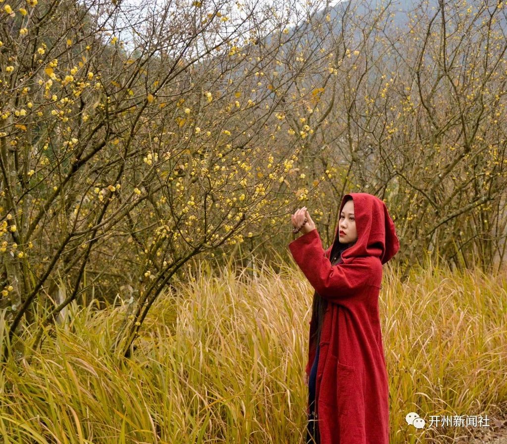 雷火电竞首页|温泉镇金龙村的梅花开了，开州的美女们，闻香而至！(图7)