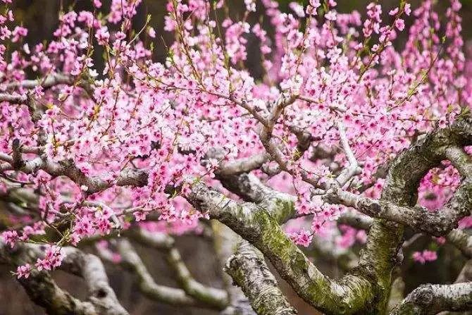 春节去哪儿？来南山植物园看郁金香、梅花、早樱花争艳！_泛亚电竞官方入口(图2)