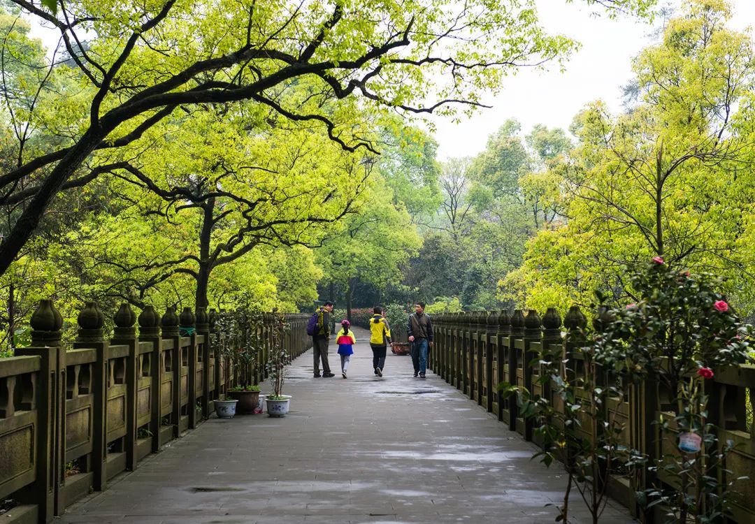 春节去哪儿？来南山植物园看郁金香、梅花、早樱花争艳！_泛亚电竞官方入口(图7)