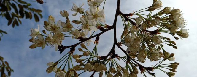 “开元体育在线官网”开州三月樱花提前赏，滨湖公园等地迎来众多赏花人！