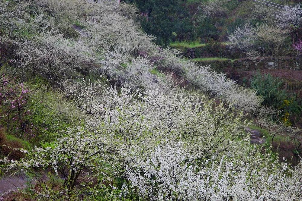 ‘环球体育app在线登录’开州人春天一定要做的15件事，哪一件不做都是遗憾(图20)