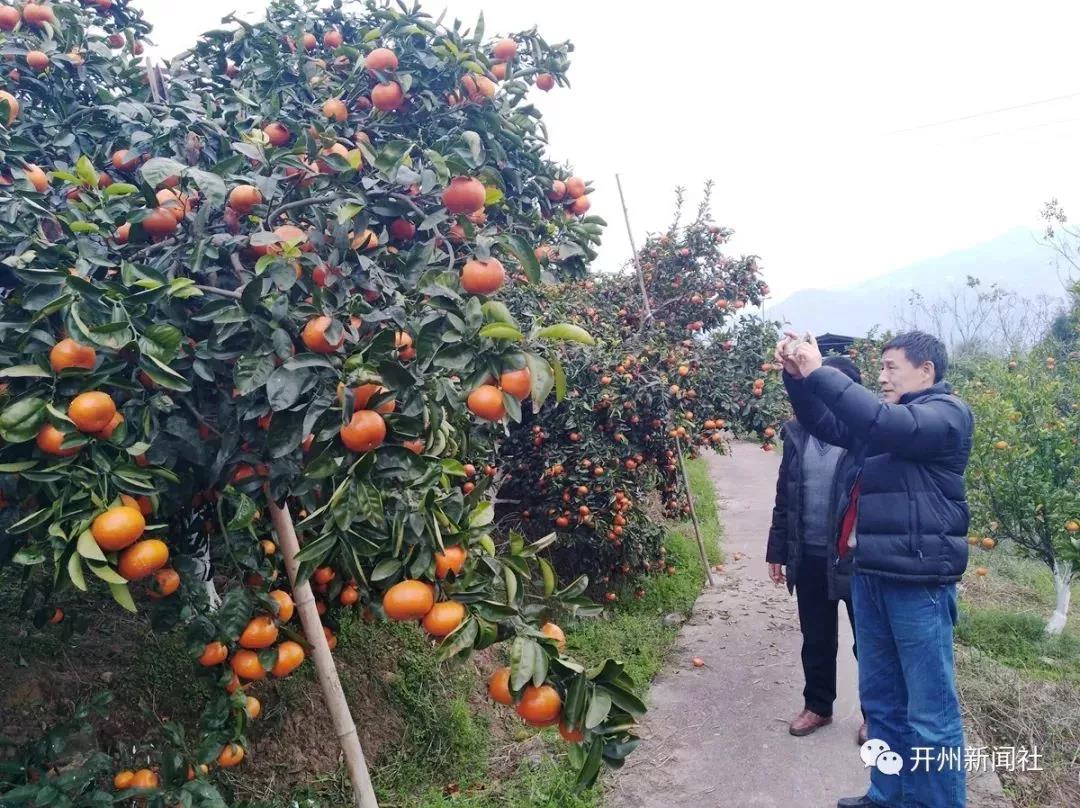 在竹溪镇、南雅镇、义和镇……的柑橘园里 金黄色的柑橘...：