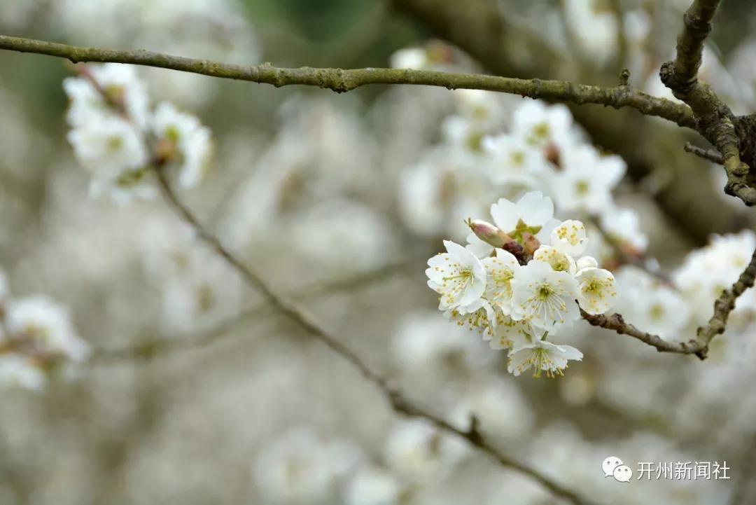 竹溪镇的樱花开了 ，这周末约起一起去看花拍照撒！_Kaiyun官方网