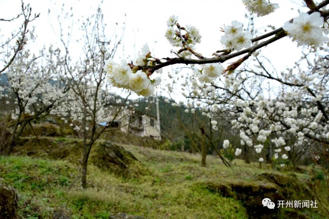 博鱼·体育中国入口：竹溪镇的樱花开了 ，这周末约起一起去看花拍照撒！(图4)