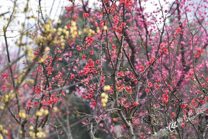 开州滨湖公园内的玉兰花，樱花、海棠花竞相绽放，摇曳...“泛亚电竞”