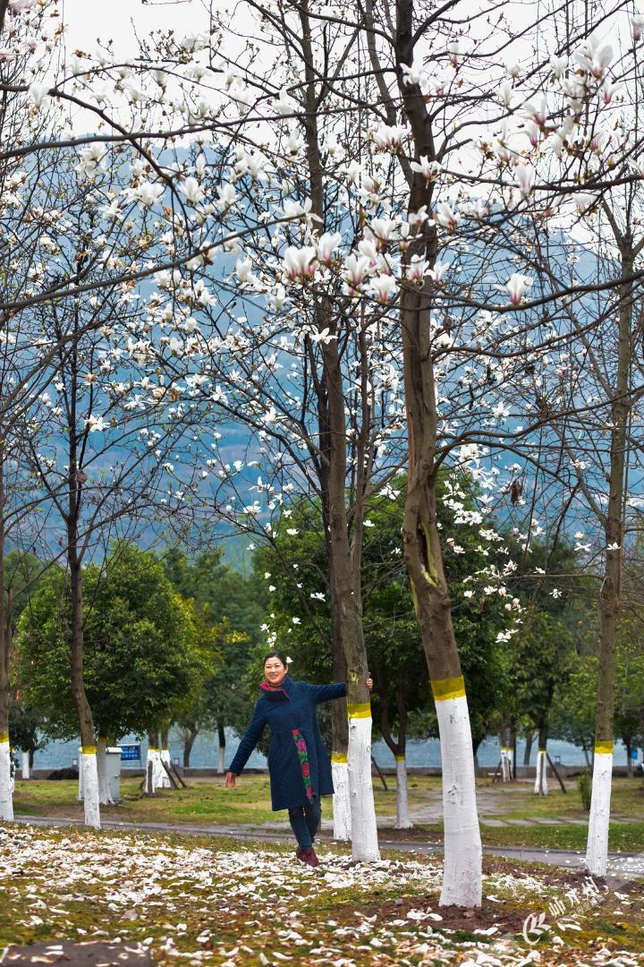 开州滨湖公园内的玉兰花，樱花、海棠花竞相绽放，摇曳...“泛亚电竞”(图2)