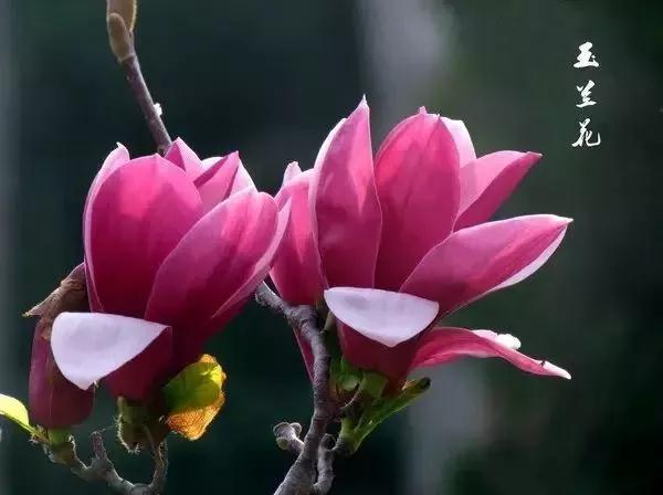 赏花去那么远干嘛！汉丰湖畔的花儿都美爆了~‘pg电子官方网站’(图2)