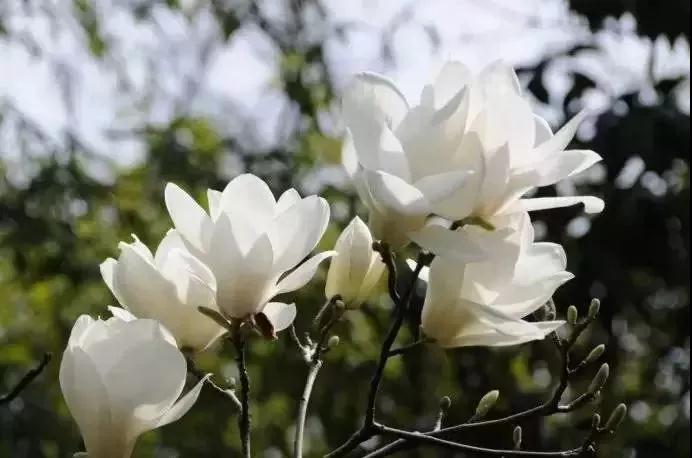 赏花去那么远干嘛！汉丰湖畔的花儿都美爆了~‘pg电子官方网站’(图11)