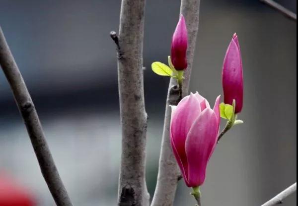 赏花去那么远干嘛！汉丰湖畔的花儿都美爆了~‘pg电子官方网站’(图10)