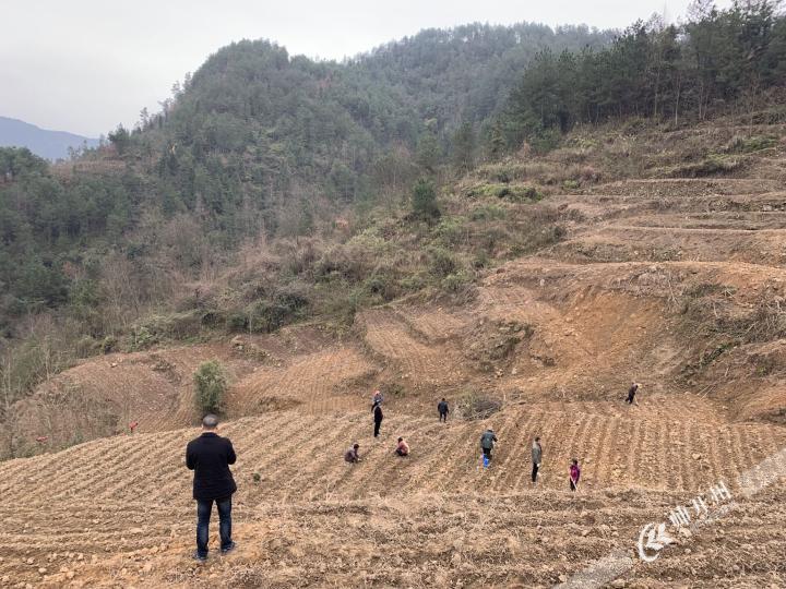 kaiyun官方网站-大进镇，农技服务工作队来到田间手把手教村民春茶种植...(图3)