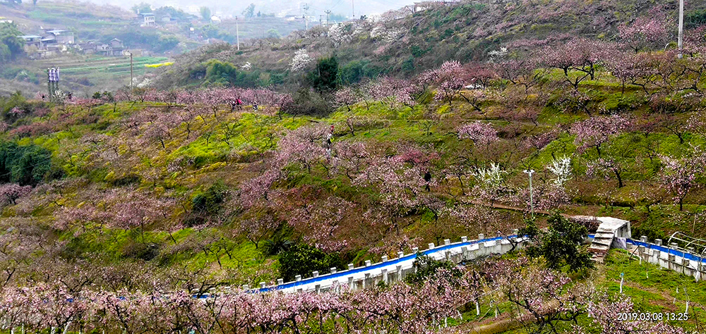 【泛亚电竞官方入口】毛成漫山桃花已开，趁着春光明媚，一起去赏花吧！(图2)