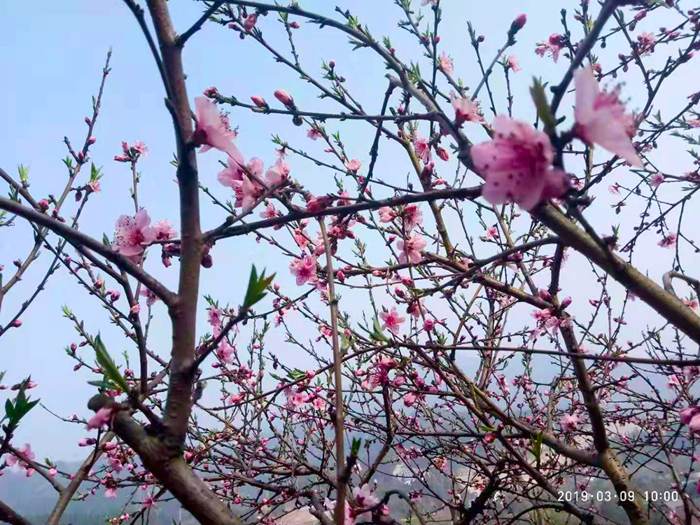 毛成漫山桃花已开，趁着春光明媚，一起去赏花吧！|九游会ag真人官网(图5)