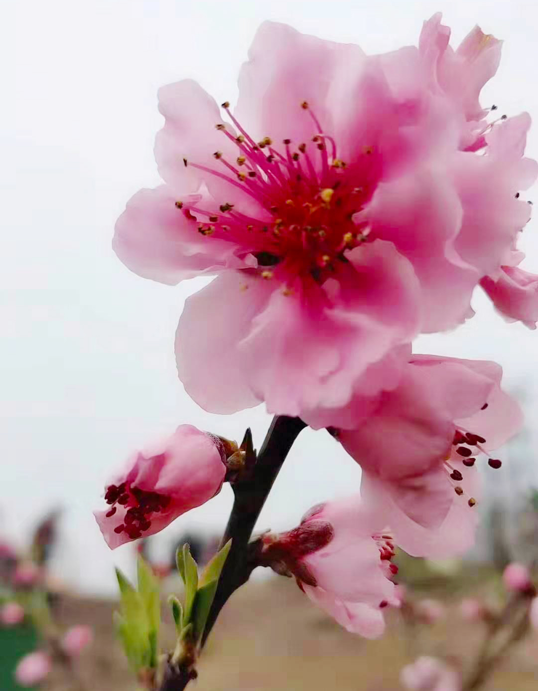 毛成漫山桃花已开，趁着春光明媚，一起去赏花吧！：九游会j9网站首页(图7)