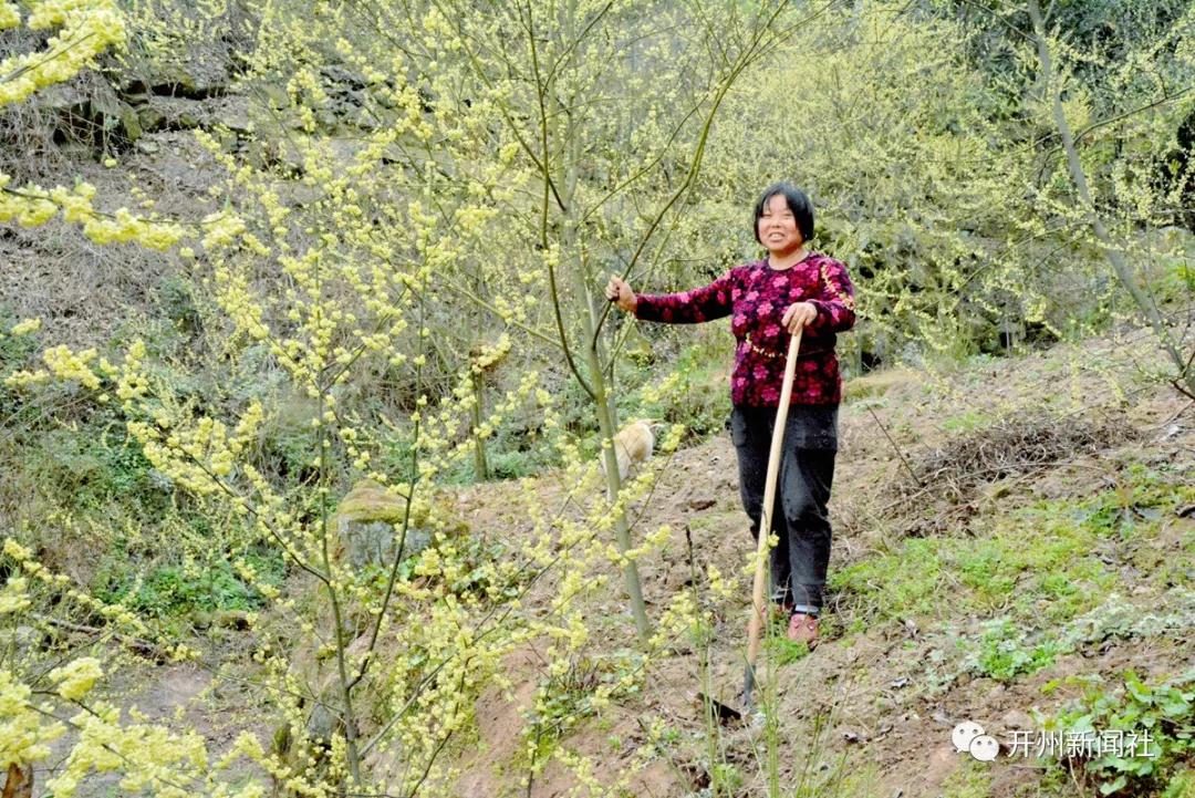 山胡椒,对开州人来说并不陌生，可有多少人见过山胡椒花...|雷火电竞官方网站(图8)